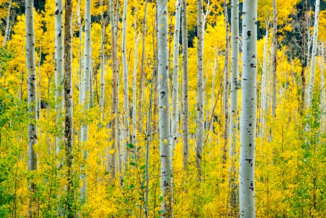 image of a quaking-aspen forest, representative of a community connected by its root system